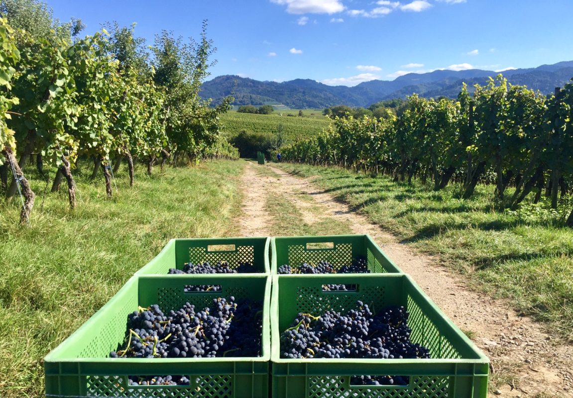 Weingut Zähringer